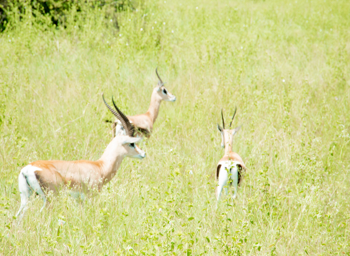 impala.JPG