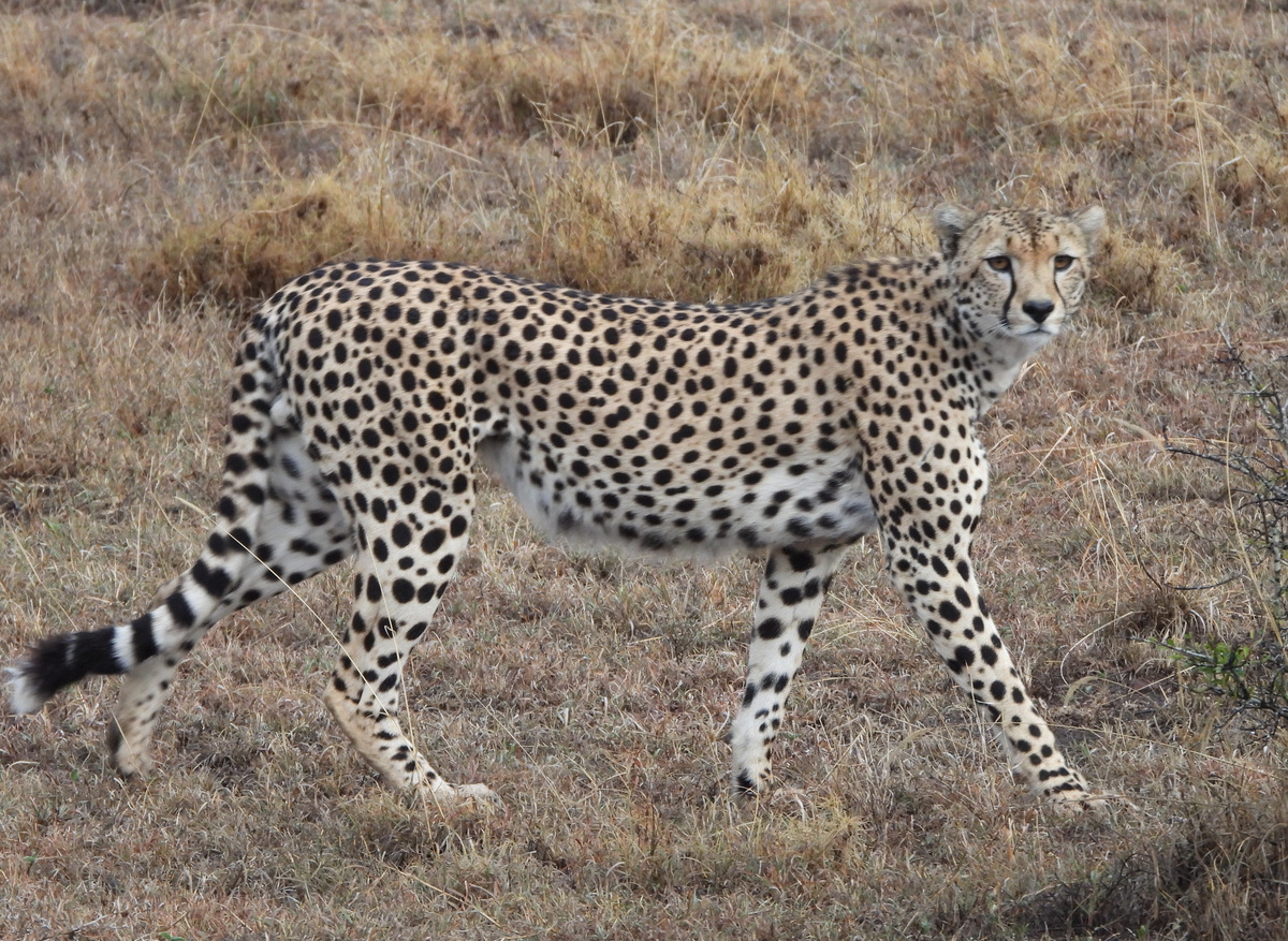 Serengeti Cheetah