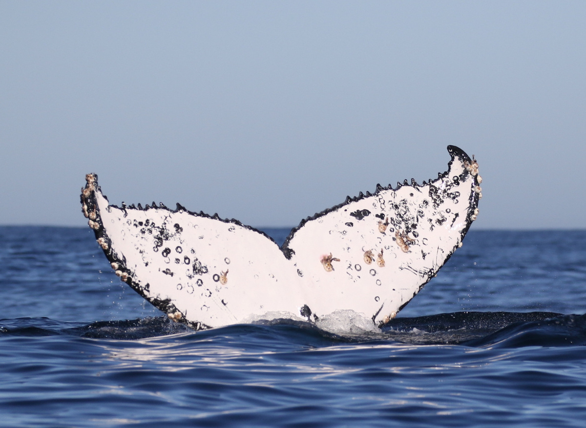 Humpback Whale Fluke
