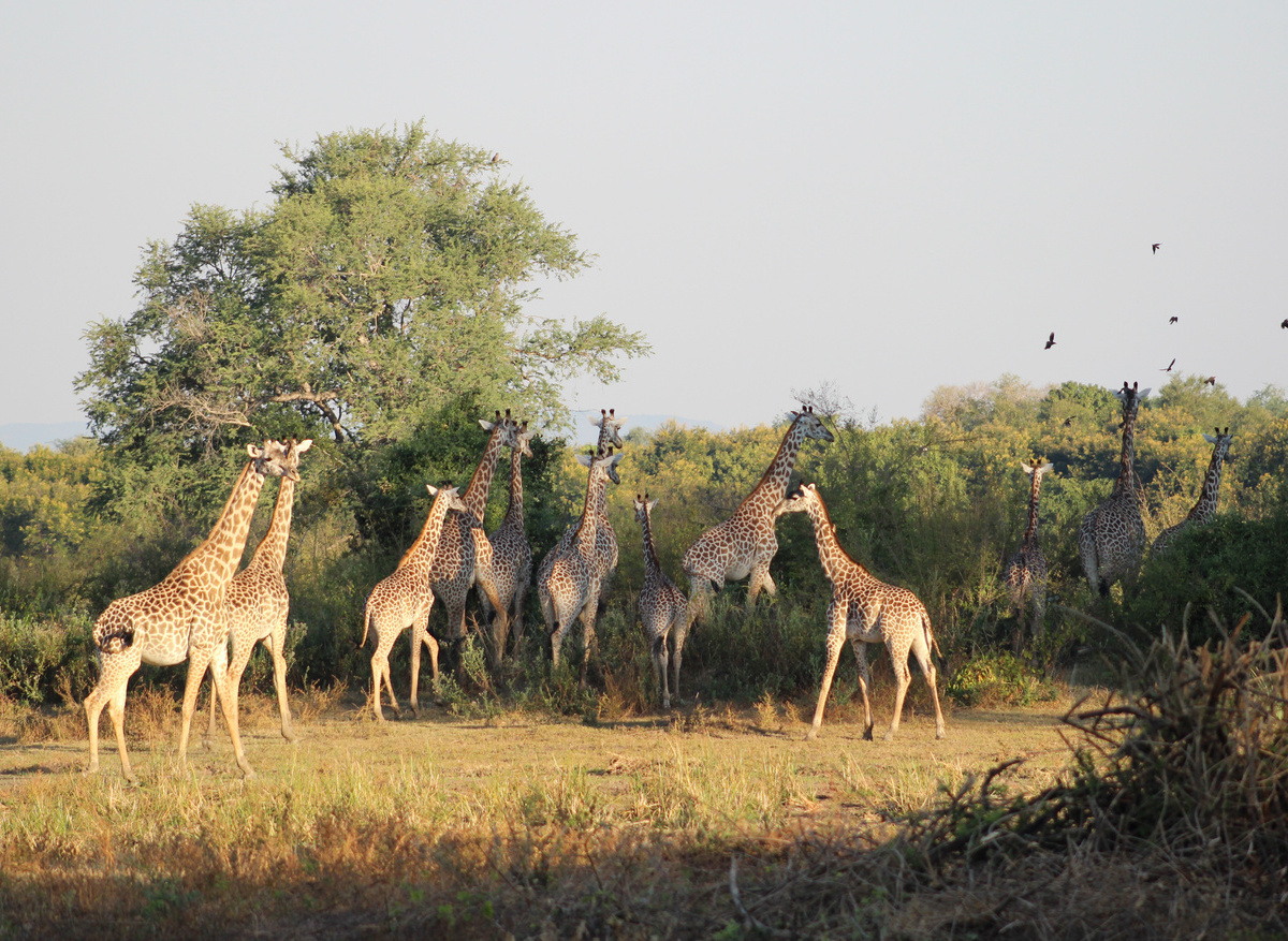 Zamag Safaris Luangwa National Park .jpg