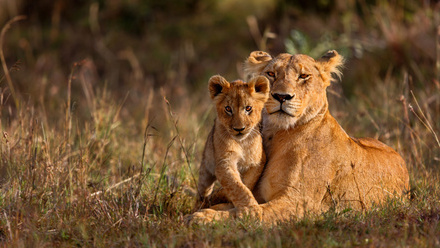 A-tender-moment-between-Lioness-and-cub.jpg