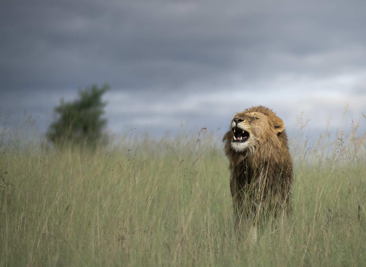 Cottars- Safaris Game Drive Experience
