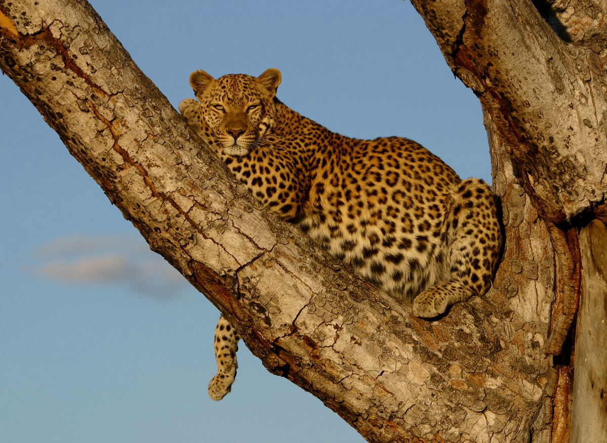 Leopard