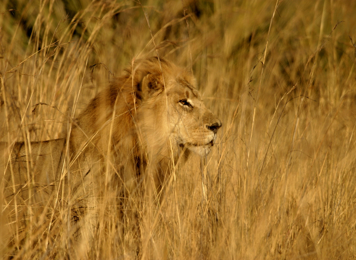 Male Lion