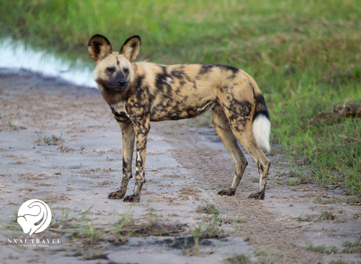 Wild Dog