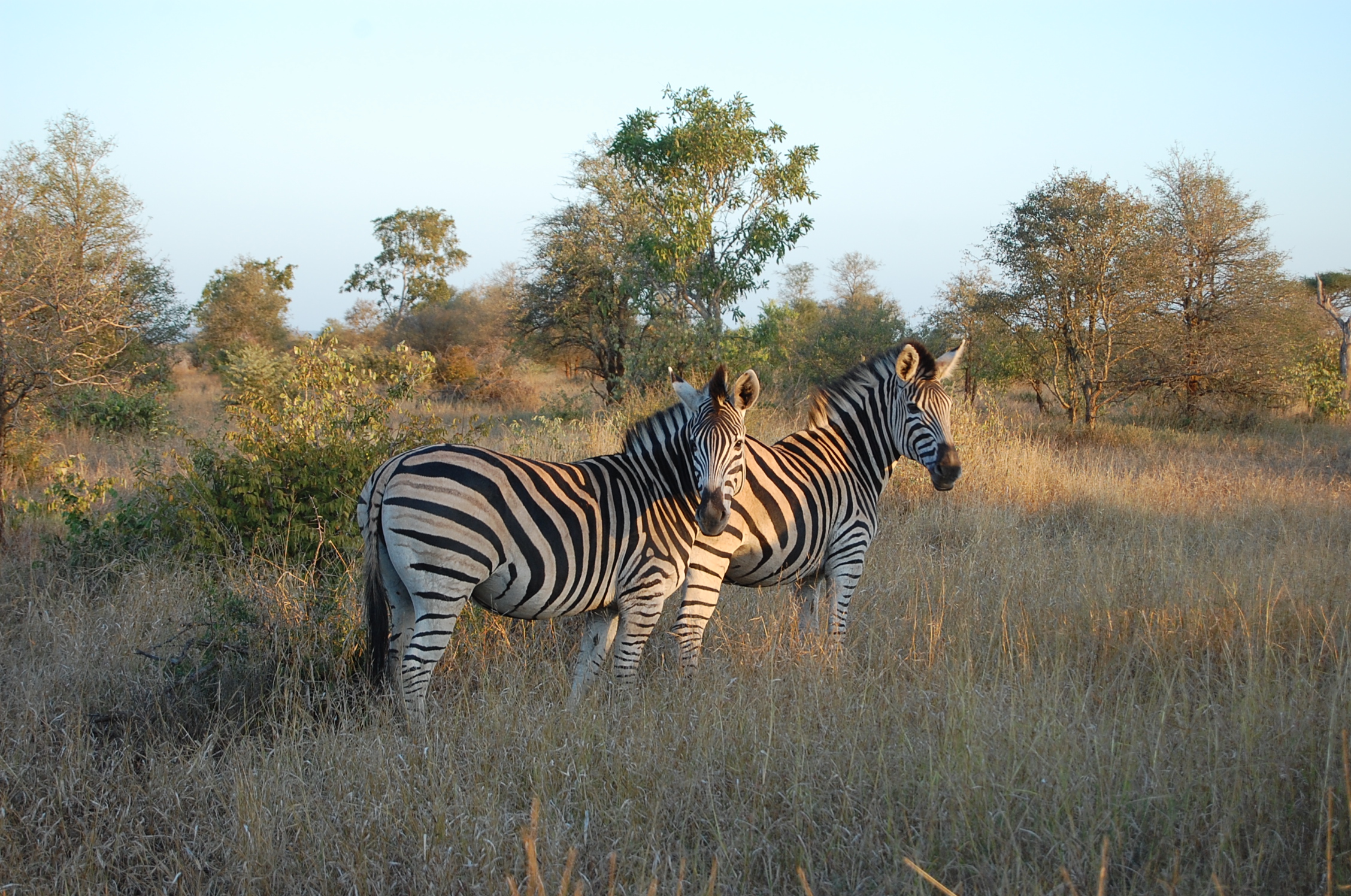 Kruger_Zebra.jpg
