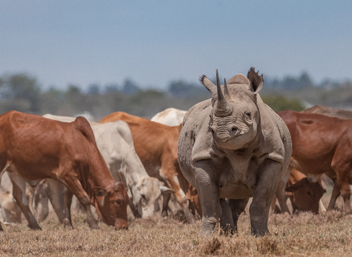 Black Rhino with Livestock_2.JPG