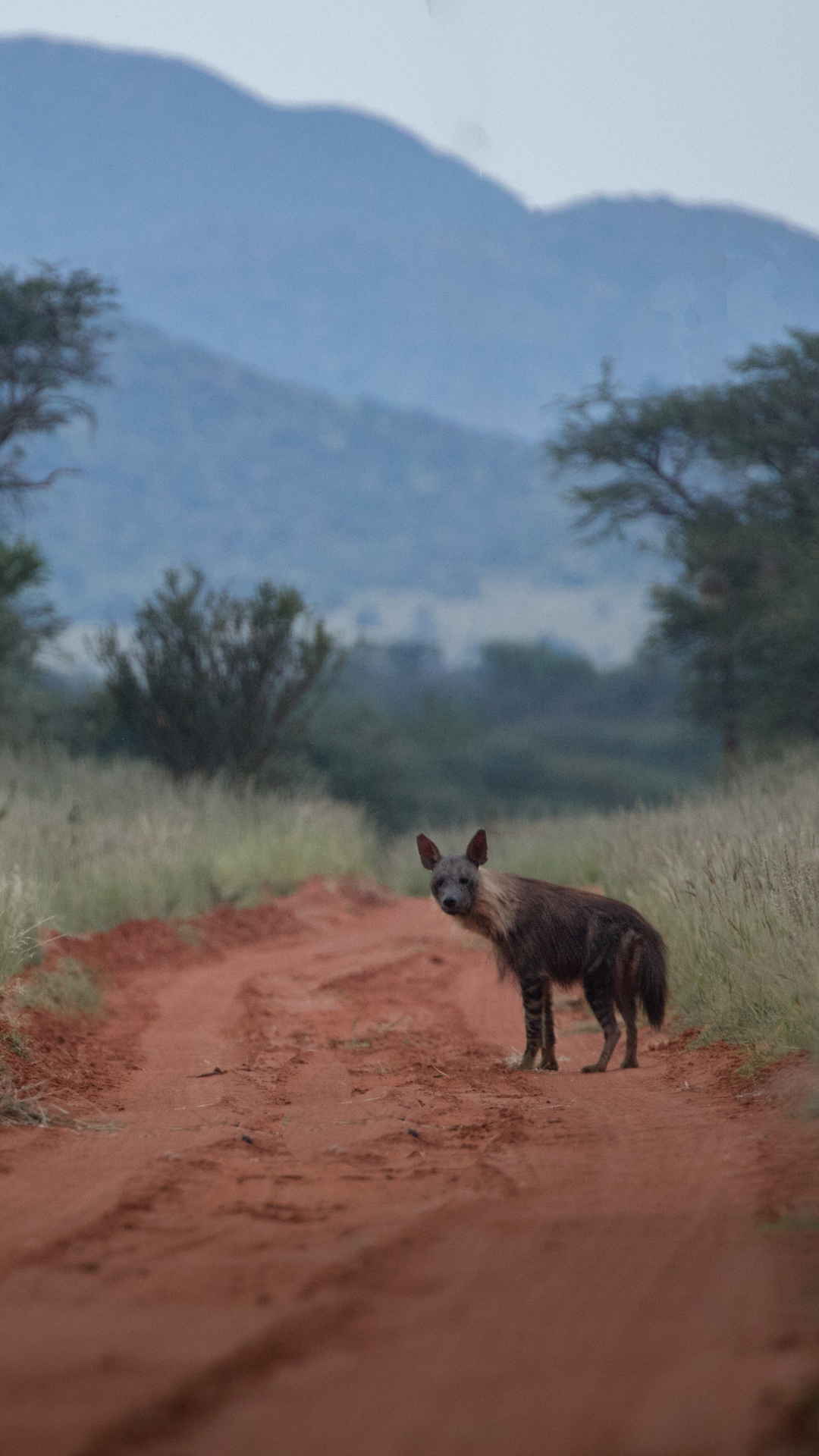 Tswalu%2C+a+place+of+enigmatic+appeal.zip+-+6.png