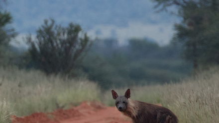Tswalu%2C+a+place+of+enigmatic+appeal.zip+-+6.png