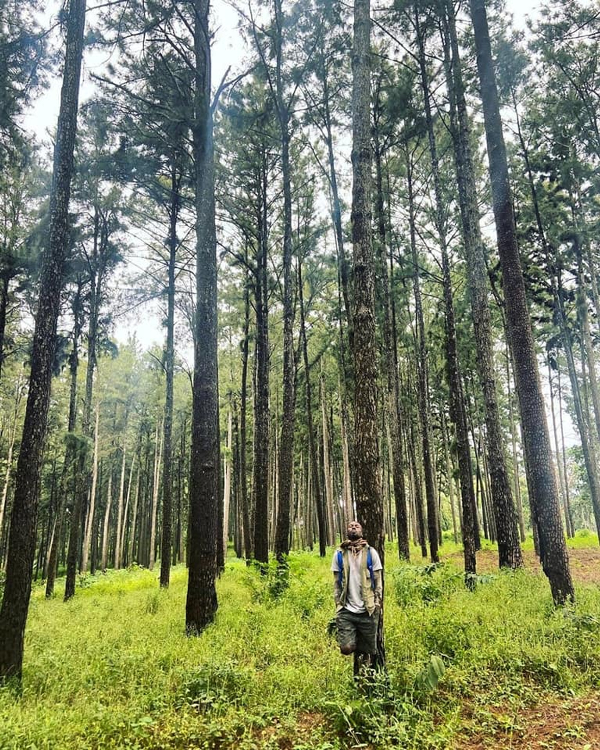 Ngwo Pine Forest.jpg 1