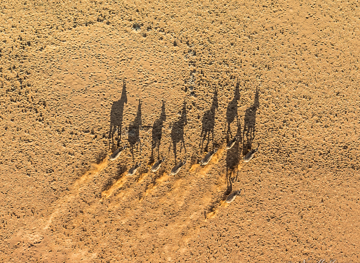 Mountain zebras and fairy circle in Namibia