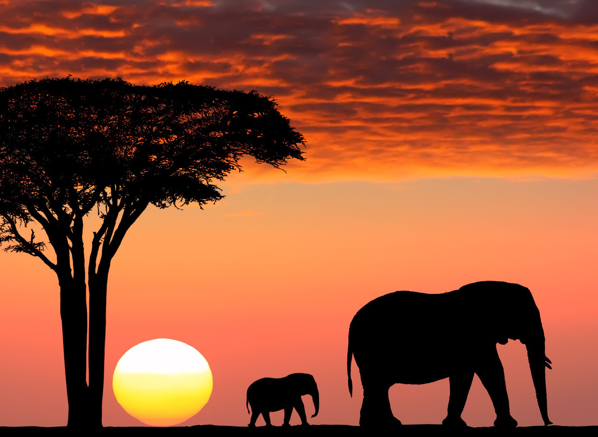 Elephants at sunset-shutterstock_147585074-Vertical.jpg