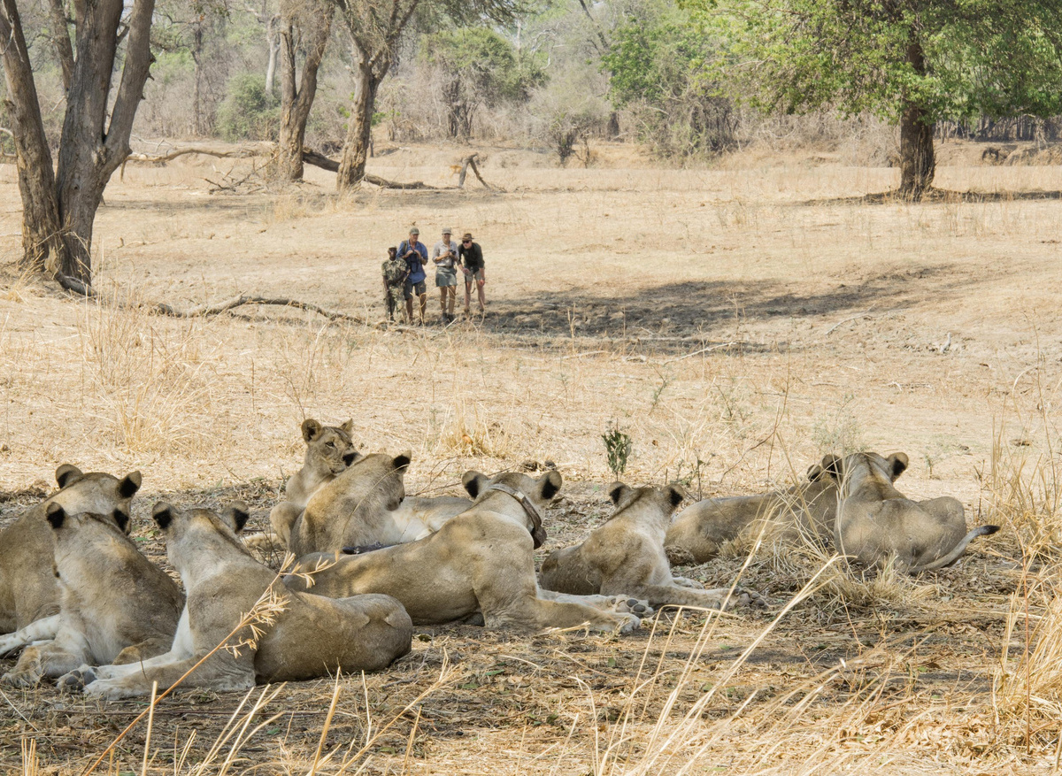 Shenton Safaris Walking Safari