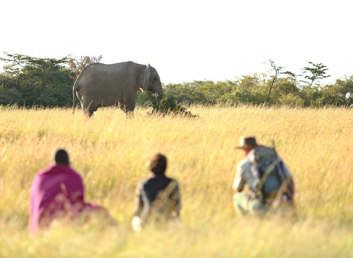 Elephants on a walking safari