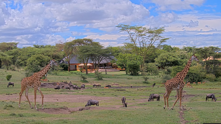 Mara+Bushtops+wildlife+webcam+views+-+giraffe.png