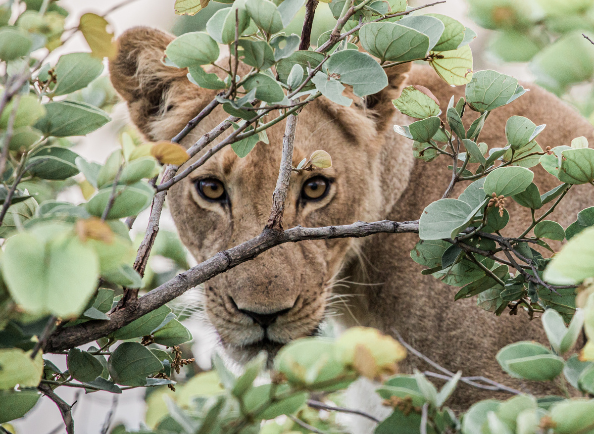 Ila Safari Lodge | Kafue National Park