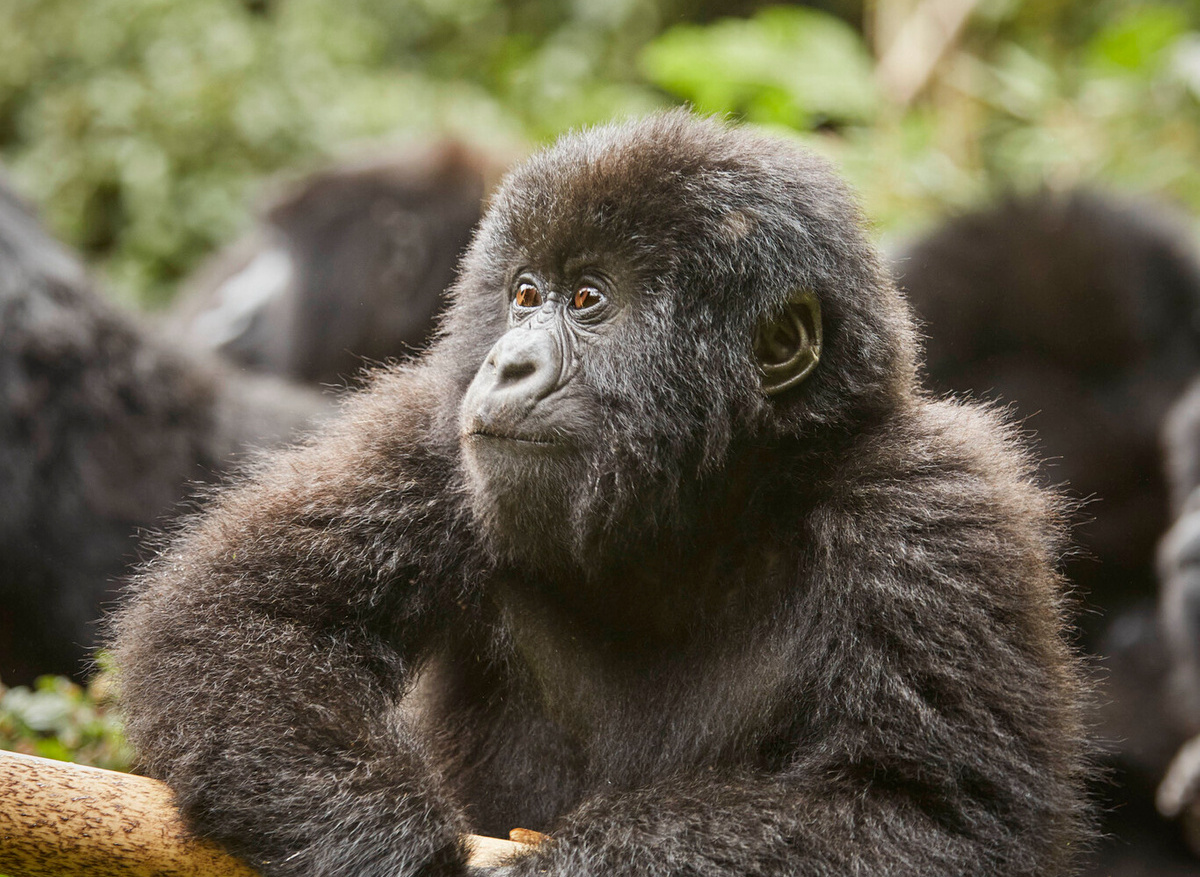 Flora and fauna - Gorilla Trek