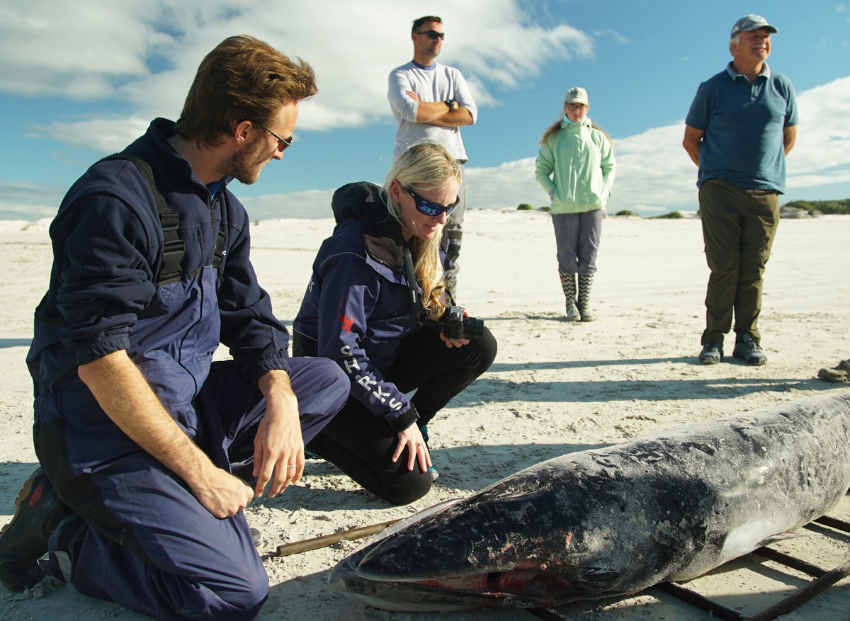 Marine Animal Strandings