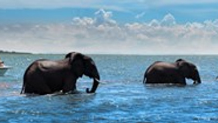7. Bumi Hills Safari Lodge_Lake Kariba_Zimbabwe_Luxury Safari Lodge_Water_Game Viewing_Boat_Elephants_ African