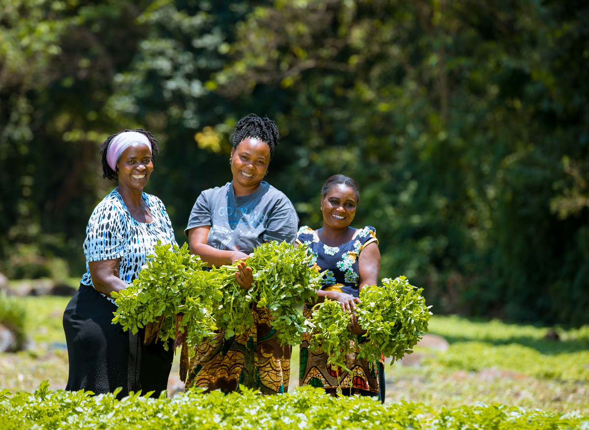 Harvesting Watercress at Wondergarden