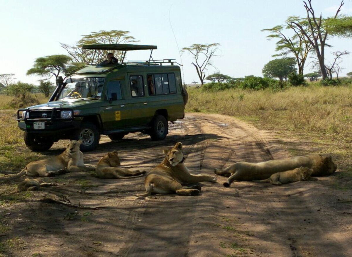 Aqs Tanzania-4x4-lions.jpg