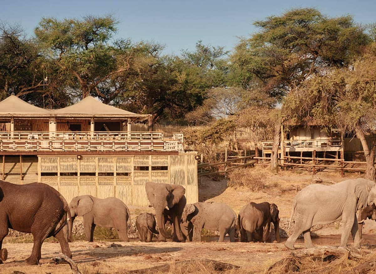 elephant-safari-chobe-national-park-belmond-savute.jpeg