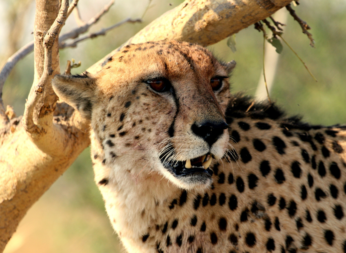 Cheetah