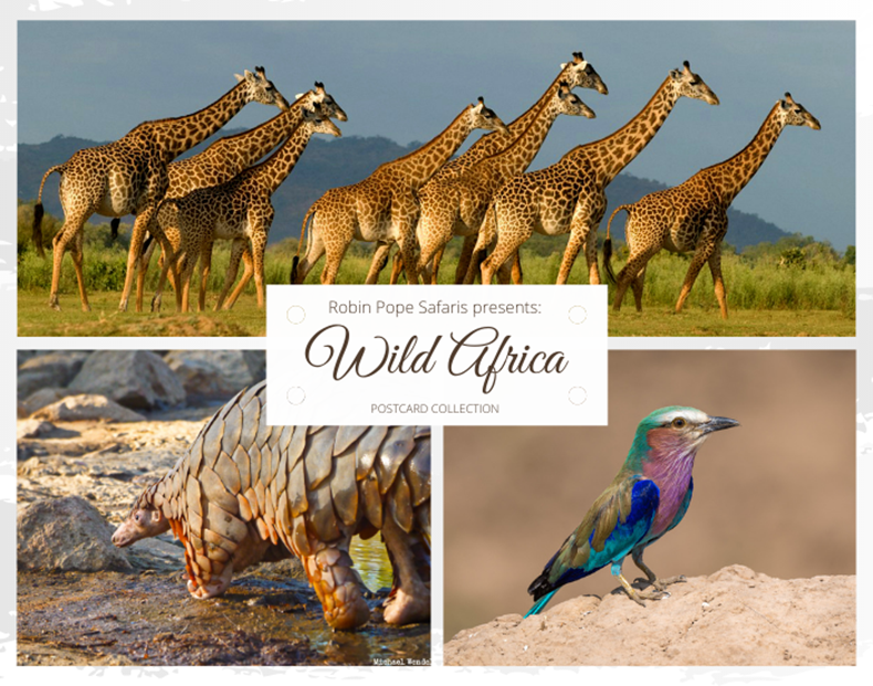 Robin Pope Safaris presents Wild Africa POSTCARD COLLECTION.png