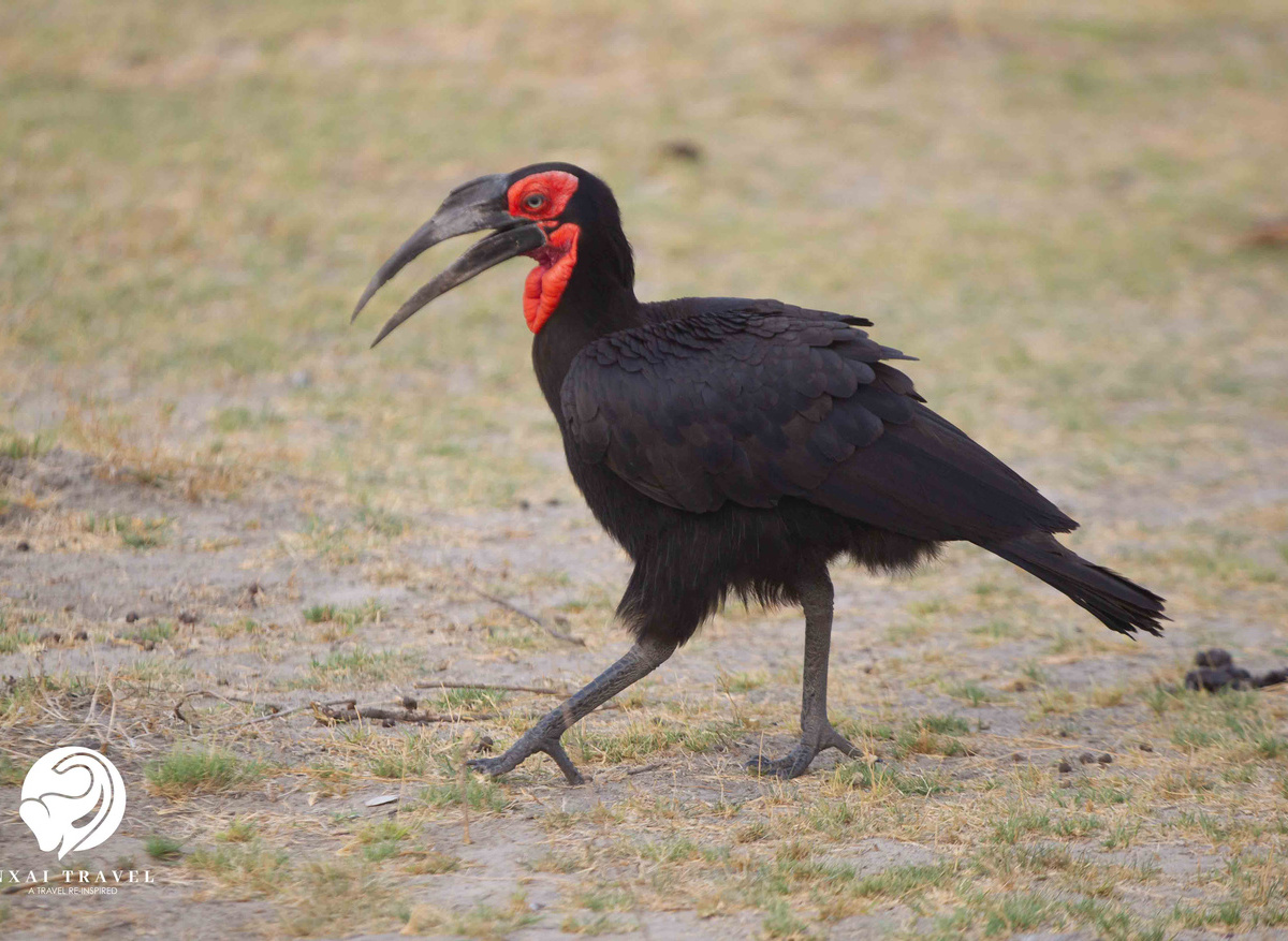 Southern Ground Hornbill
