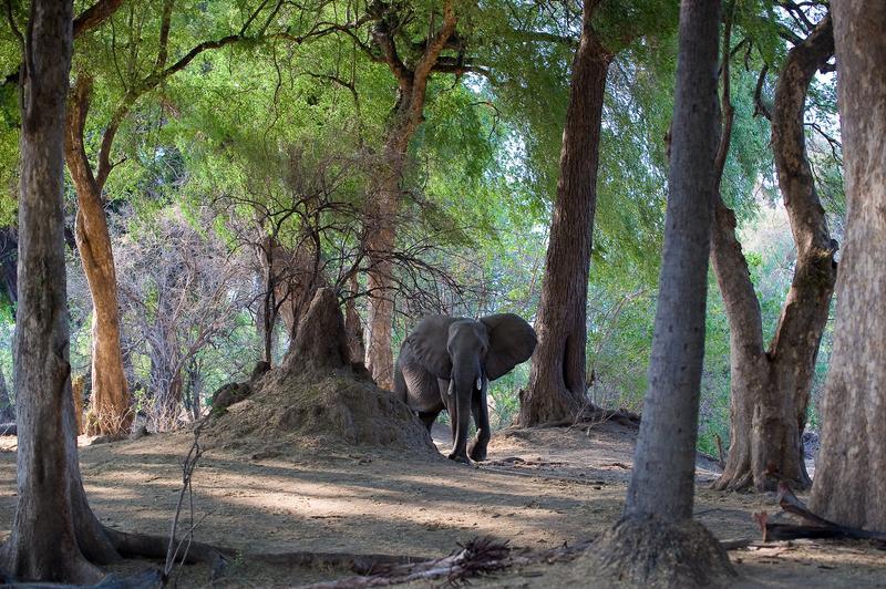 Zim_Mana-Pools.jpg