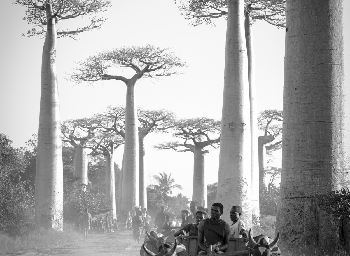 Alley of Baobabs