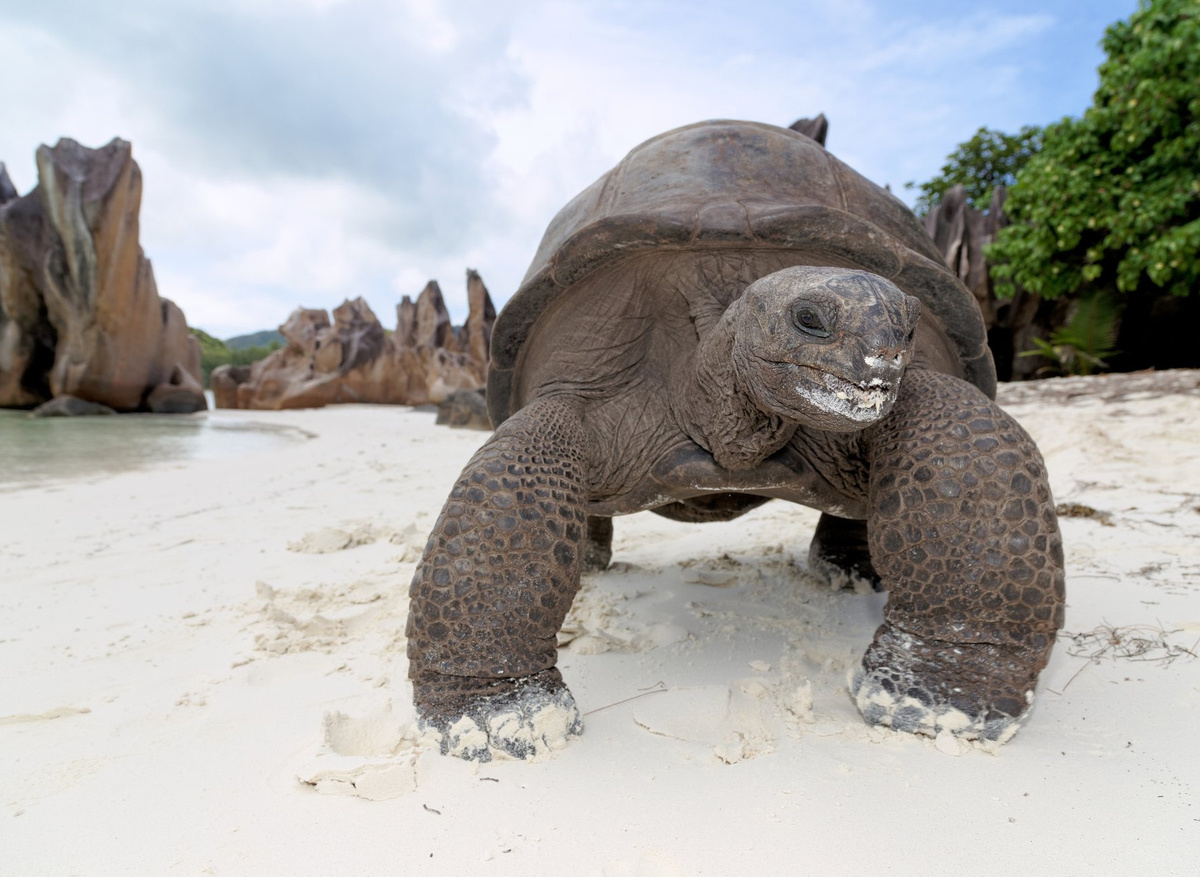 STB 6 Tortoise Curieuse Is-large.jpg