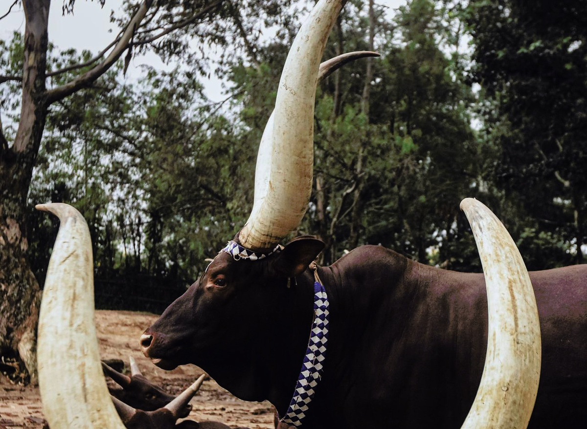 WhatsApp Image 2026-02-09 at 11.17.37 (1).jpeg