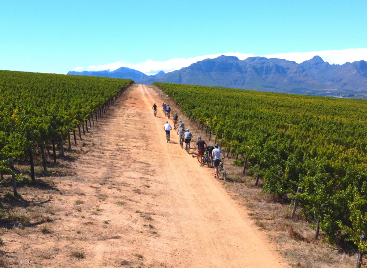 stellenbosch-vineyards-cycling.png