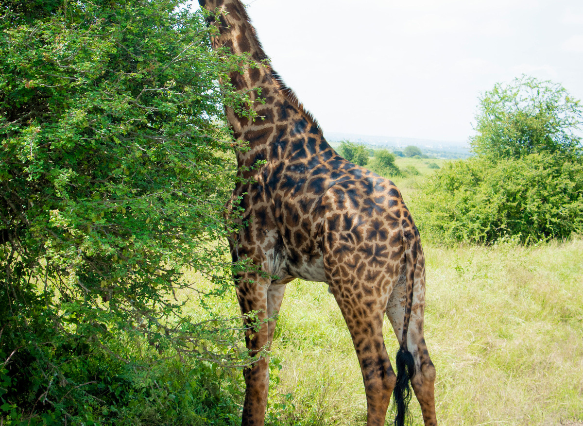 Giraffe.JPG