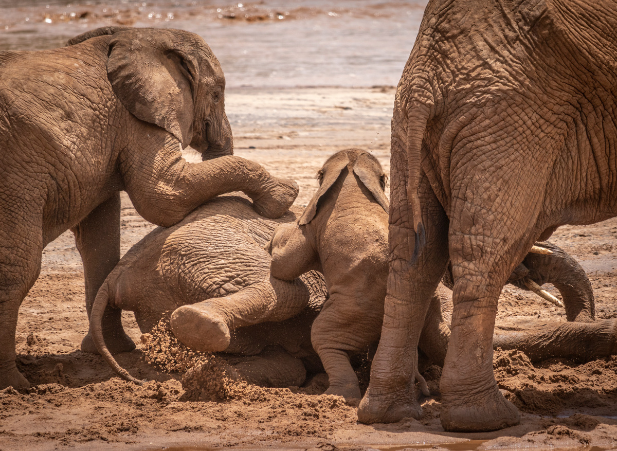 ELEPHANT WATCHING