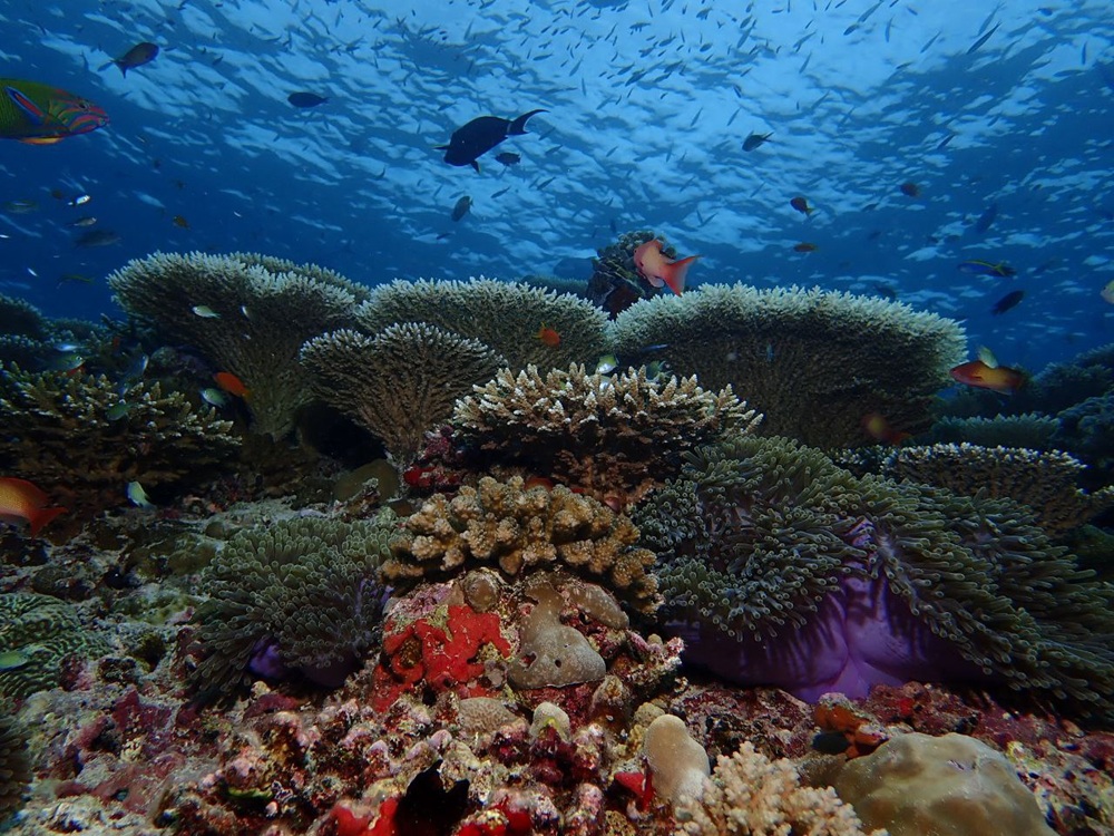 Bawe+Marine+Reserve+corals.jpg