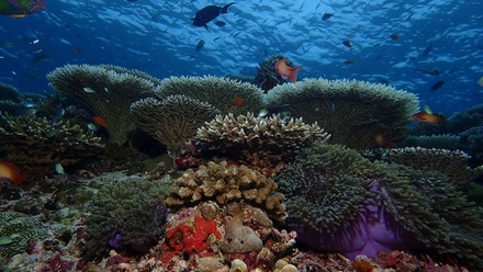 Bawe+Marine+Reserve+corals.jpg