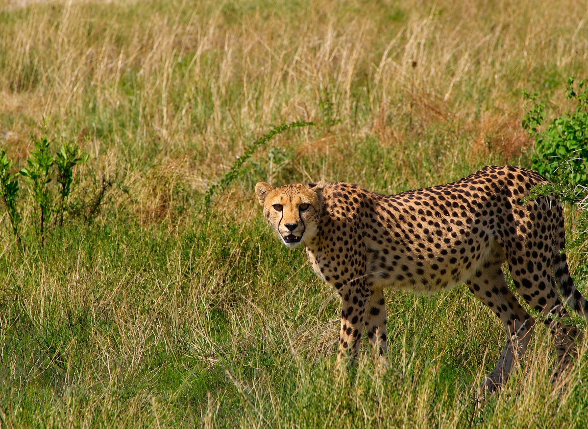 Cheetah