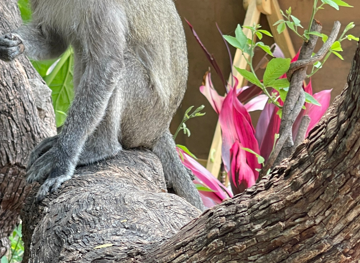 Victoria Falls Rainforest Gatekeepers 