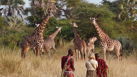 Chem-Chem-Lodge-Slow-Safari-Tanzania-East-Africa-Bush-Walk-Giraffe-Maasai.jpg