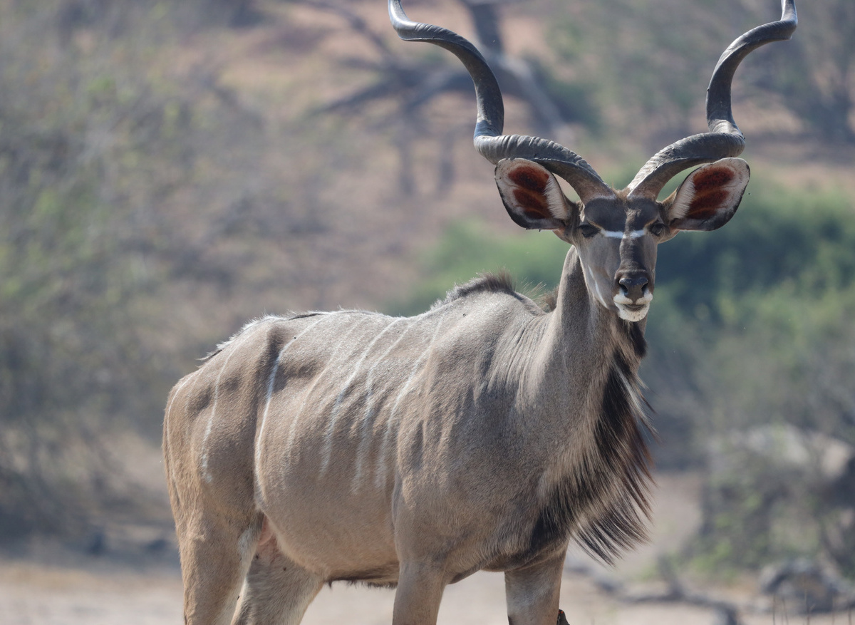 Kudu
