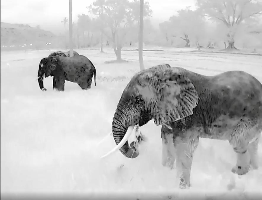 Drone+thermal+Elephant+image.jpeg