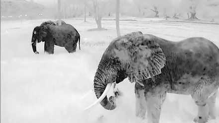Drone+thermal+Elephant+image.jpeg