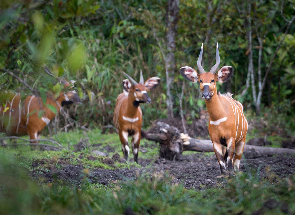 Kamba - Fauna and Flora (8).jpg