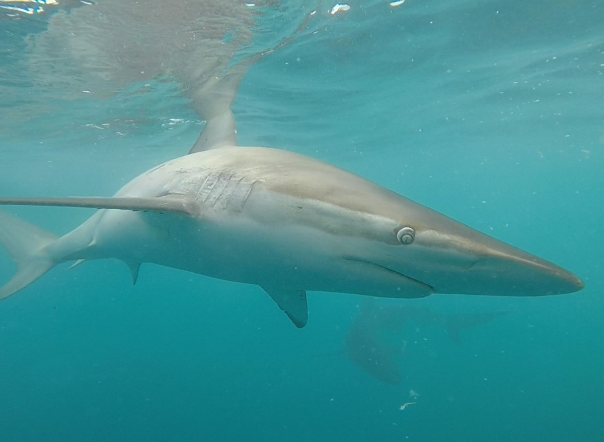 Bronze Whaler Swimming.jpg