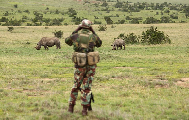 Rhino Tracking 3 - © Borana Lodge.jpg