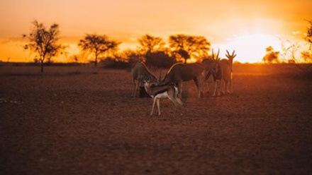 Kalahari Eland And Springbok