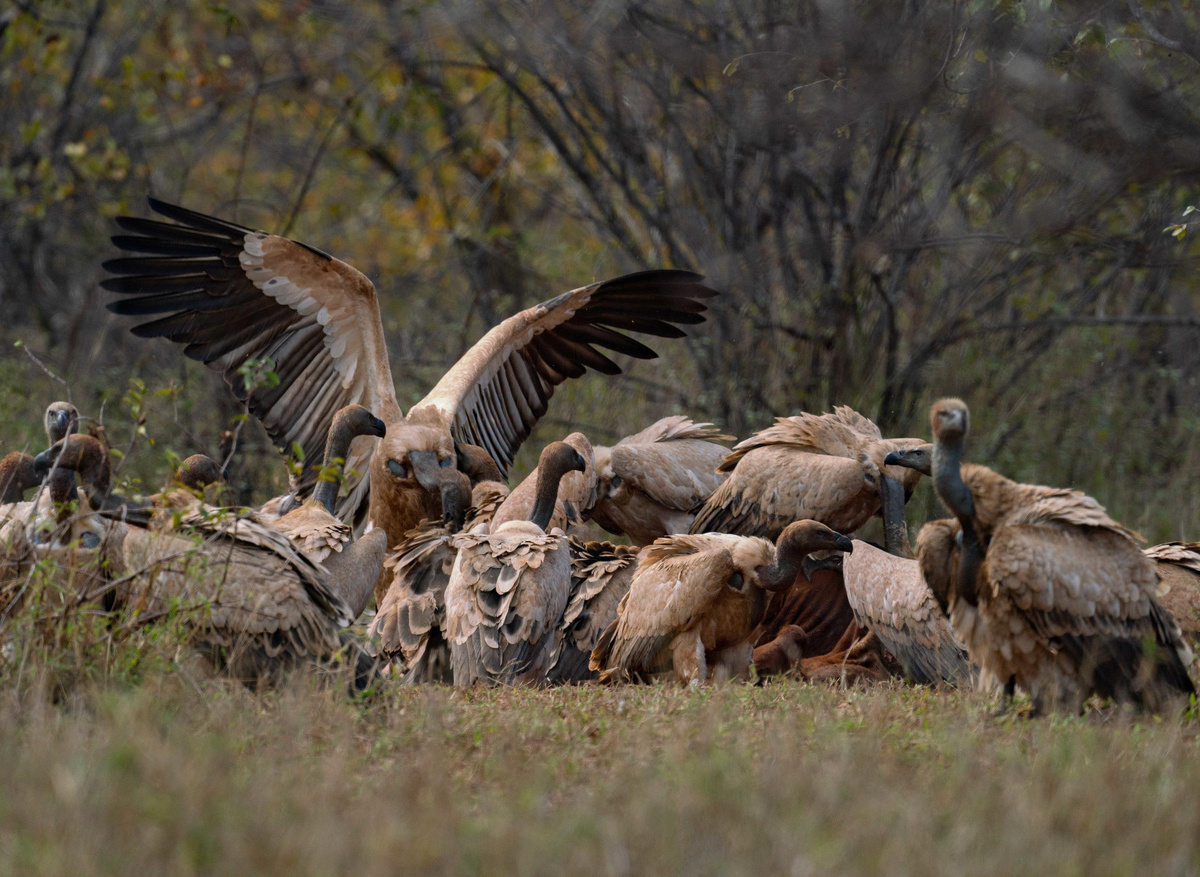 The resident Cape Vultures.jpg
