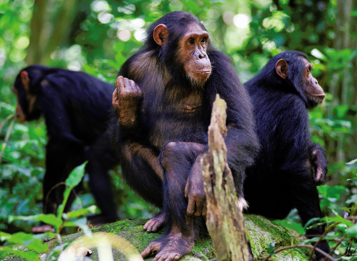 chimpanzees.jpg